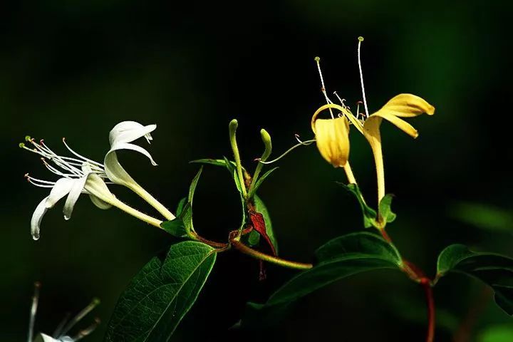 Essential Knowledge of Chinese Medicine: Honeysuckle
