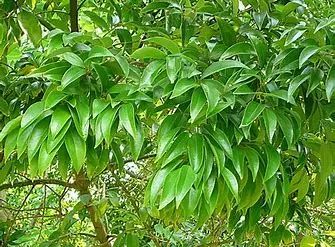 Cinnamon (Ròu Guì) - A Comprehensive Overview from Traditional Chinese Medicine