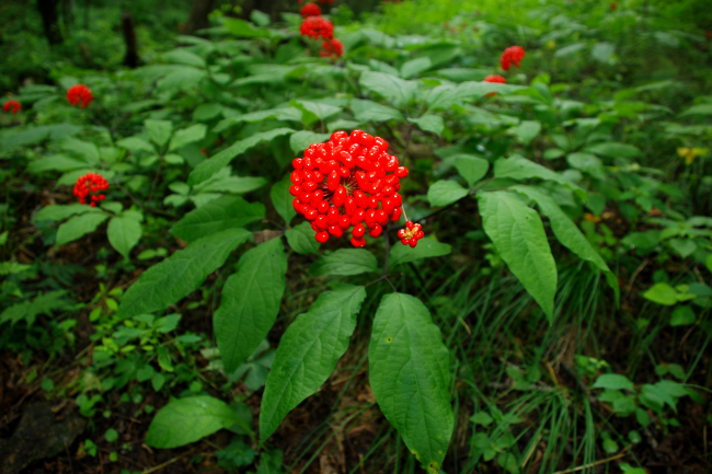 Young People Embrace Changbai Mountain Ginseng!