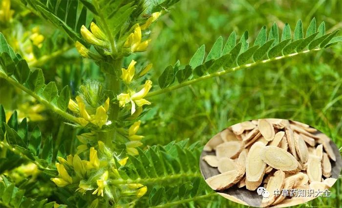 Traditional Chinese Medicine Herb: Huang Qi (Radix Astragali)