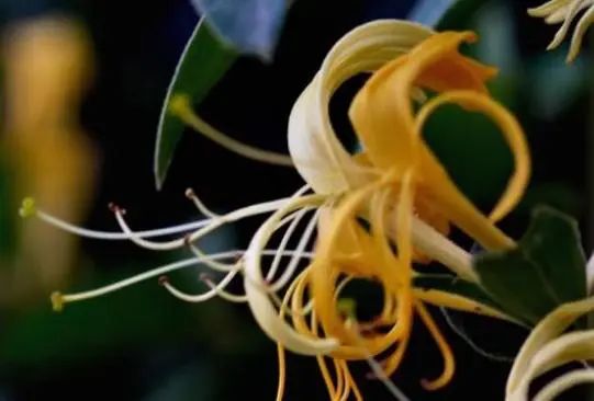 Honeysuckle and Its Perfect Partners: Drinking for Better Health Over Time