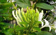 9 Best Chinese Herbs for Clearing Heat and Detoxification