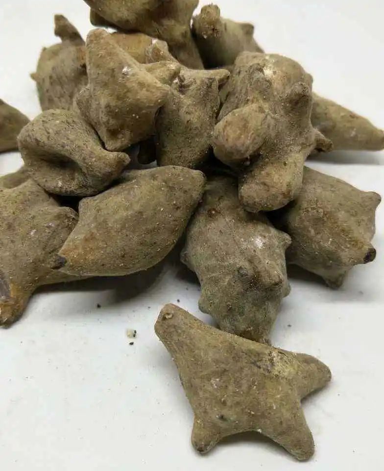 The Transformation of Fuzi (Aconite)