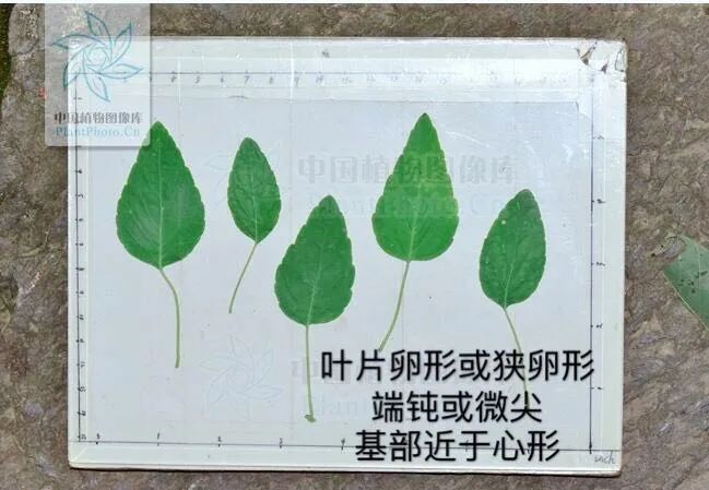 Introduction to Dang Shen (Codonopsis pilosula)