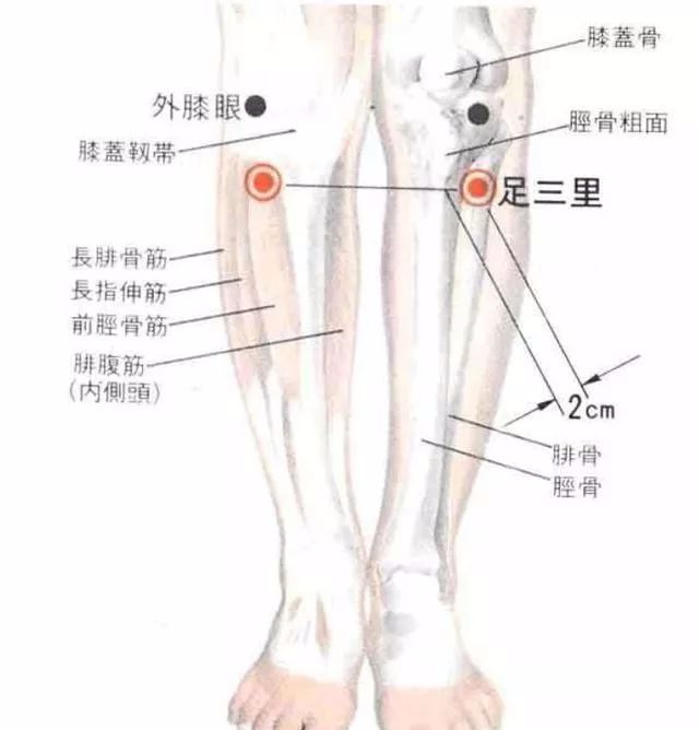 50 Common Acupuncture Points for Treating Various Ailments