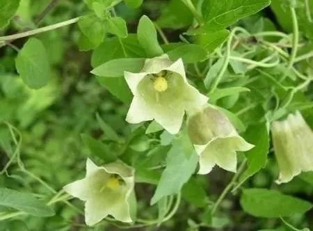 Daily Herb: Codonopsis (Dang Shen)
