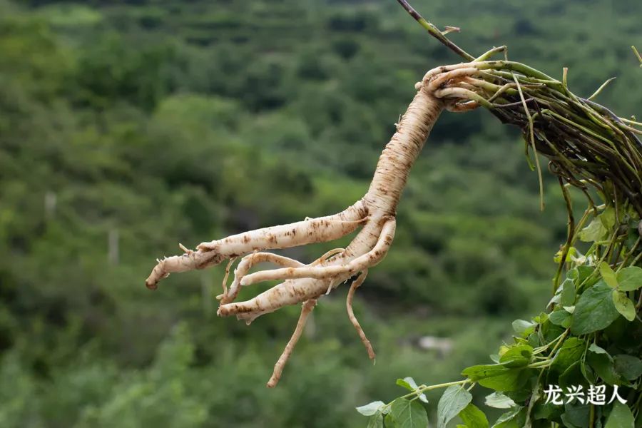 Comprehensive Identification of Codonopsis (Dang Shen): Analysis of Sulfur Fumigation, Origin, Quality, Habitat, Product Specifications, and Production Conditions