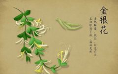 The Medicinal Properties of Honeysuckle (Jin Yin Hua) in Traditional Chinese Medicine