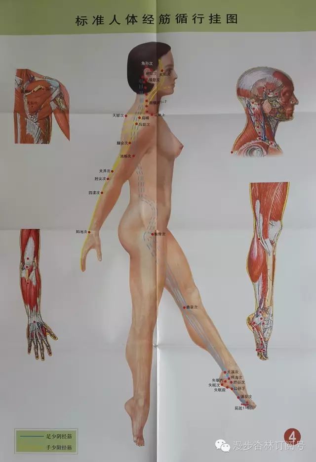 The Twelve Meridians and Their Corresponding Muscles
