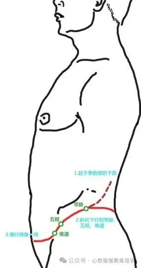 The Dai Mai: The "Belt" of Health and Wellness in the Human Body
