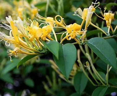 Cultivation and Care of Honeysuckle (Jin Yin Hua)