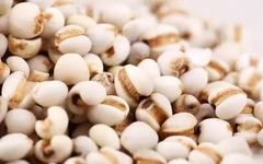 A Discussion on Coix Seed (Yi Yi Ren)