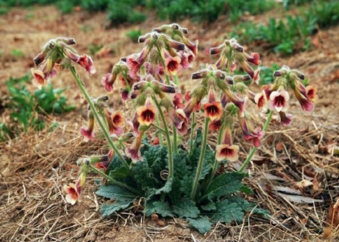 Daily Herb Study: Rehmannia Glutinosa (Shu Di Huang)
