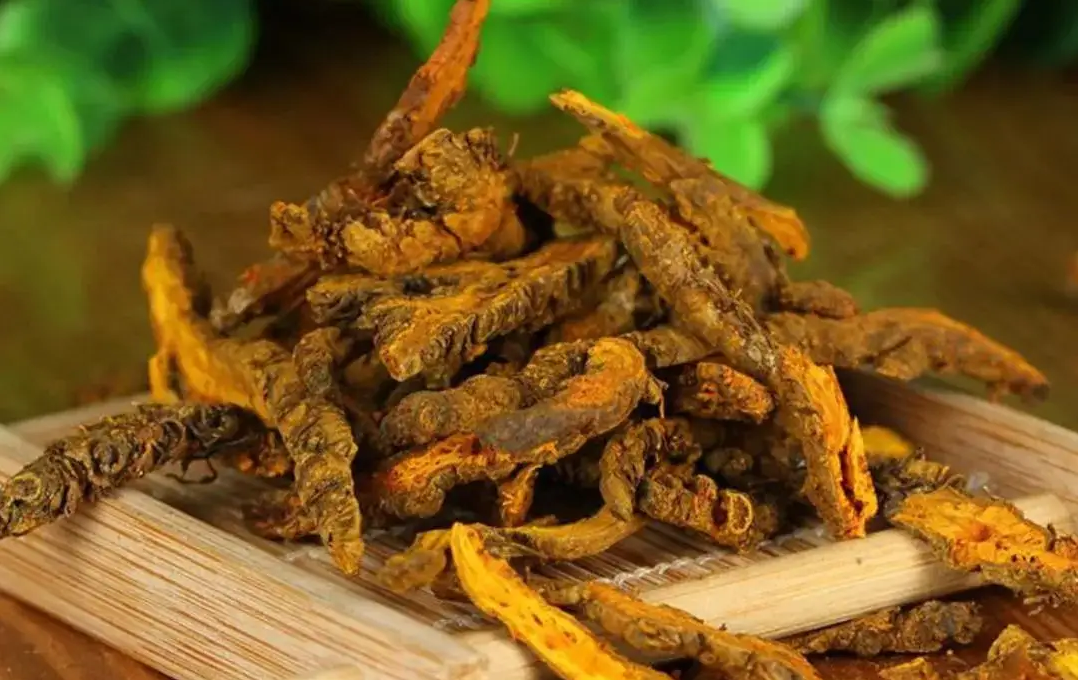 The TCM Perspective on Huang Lian (Coptis chinensis)
