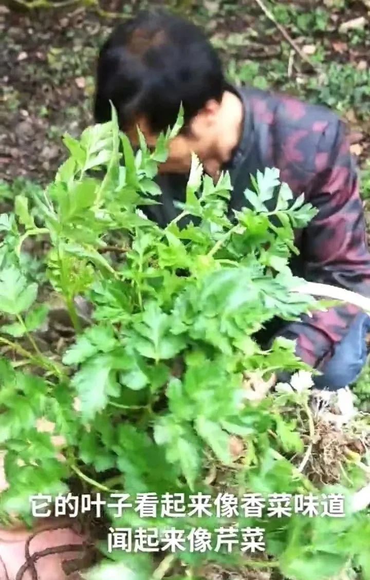 Chuanxiong: A Valuable Herb for Treating Headaches and Promoting Blood Circulation
