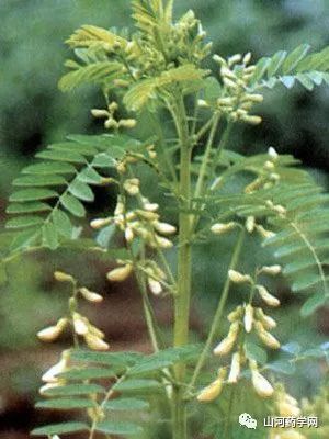 Traditional Chinese Medicine: Astragalus Root (Huang Qi)