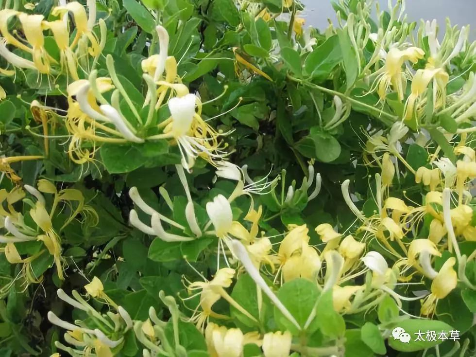 A Flower of Honeysuckle: 8 Uses for Treating 27 Diseases