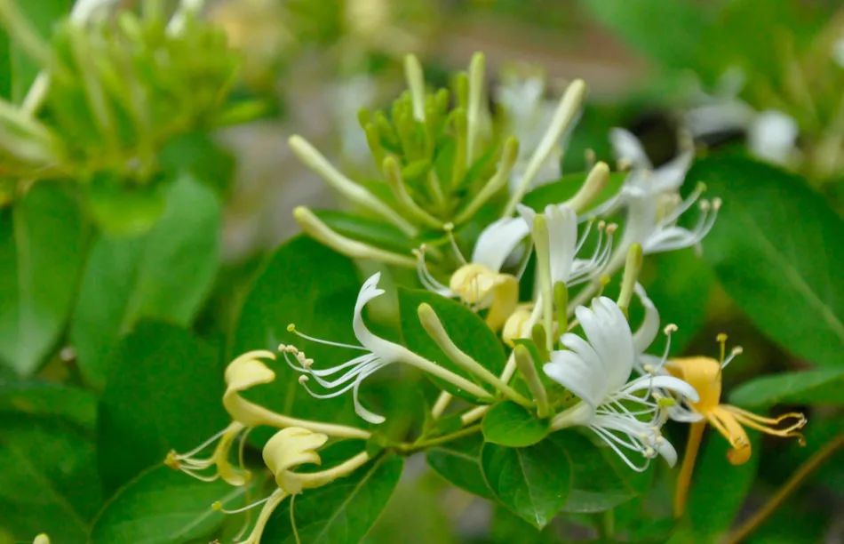 The Efficacy and Functions of Honeysuckle: A Must-Read for Health