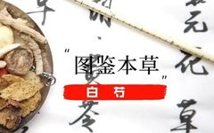 Illustrated Materia Medica: Authentic Medicinal Material 'Bai Shao'