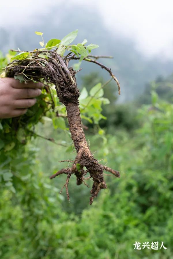 Comprehensive Identification of Codonopsis (Dang Shen): Analysis of Sulfur Fumigation, Origin, Quality, Habitat, Product Specifications, and Production Conditions