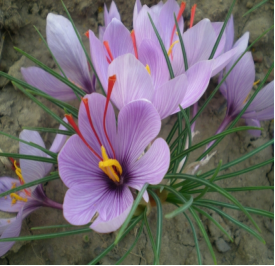 The Pharmacological Comparison of Honghua (Safflower) and Xihonghua (Saffron)