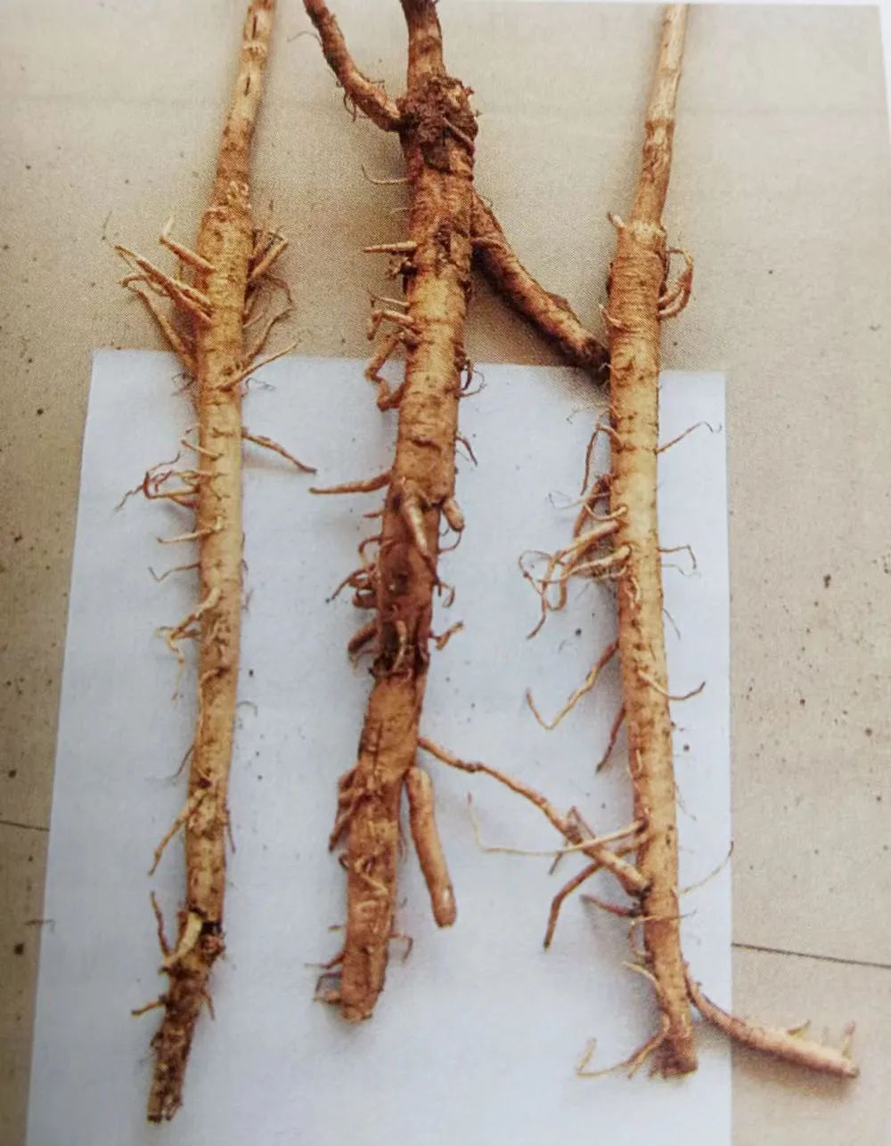 Overview of Astragalus (Huang Qi)