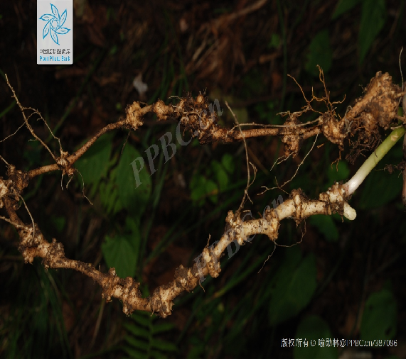 Understanding a Chinese Herbal Medicine Each Day: Ginseng