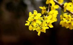 Lian Qiao (Forsythia suspensa) - A Comprehensive Overview
