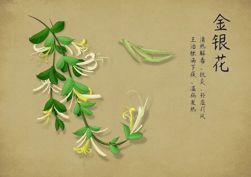 The Medicinal Properties of Honeysuckle (Jin Yin Hua) in Traditional Chinese Medicine