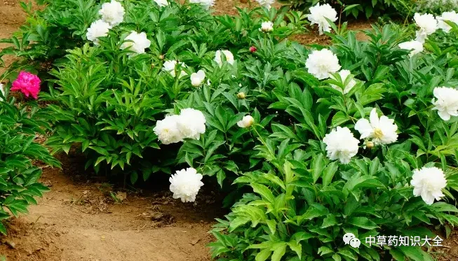 Chinese Herbal Medicine: Bai Shao (White Peony Root)