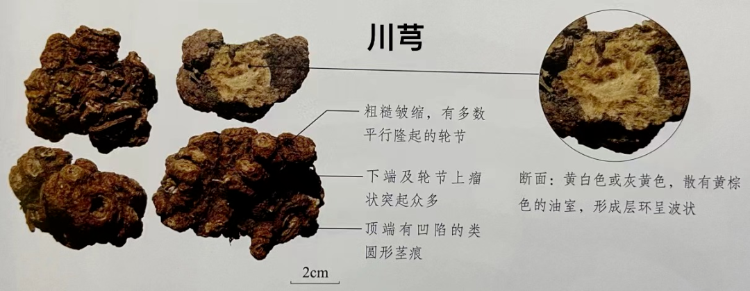 Understanding Chuanxiong (Ligusticum chuanxiong) in Traditional Chinese Medicine