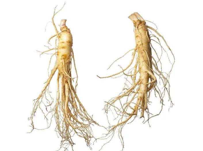 The Medical Benefits of Ginseng You Need to Know!