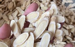 Appreciation of Traditional Chinese Medicine: Huangqi (Astragalus Root)