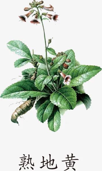 The Efficacy and Functions of Rehmannia Glutinosa