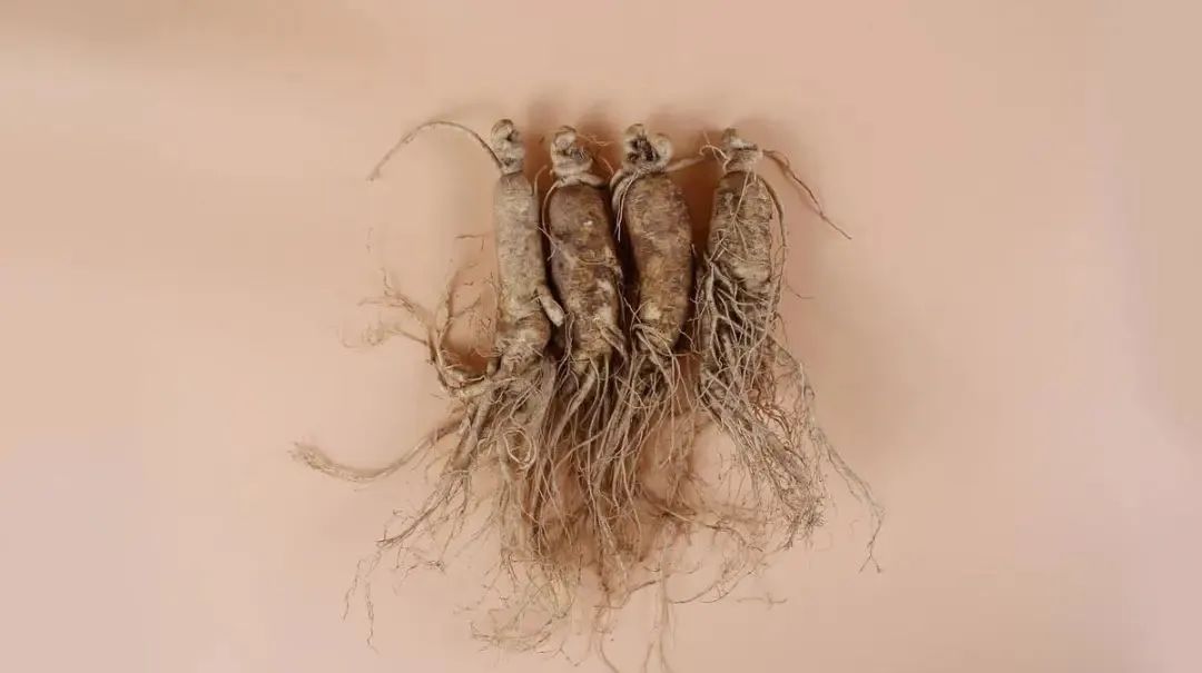 Five Recommended Methods to Consume Ginseng for Vitality and Health