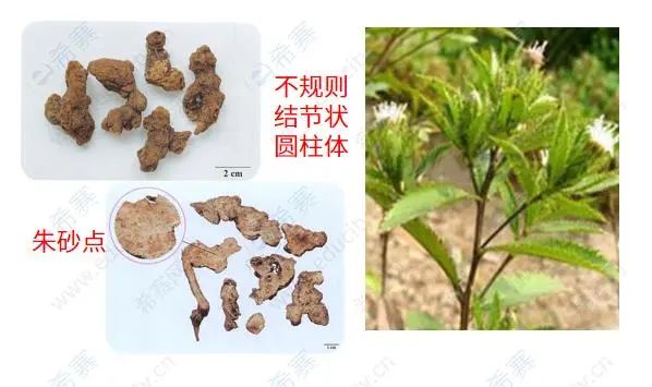 The Efficacy and Contraindications of Cang Zhu (Atractylodes)