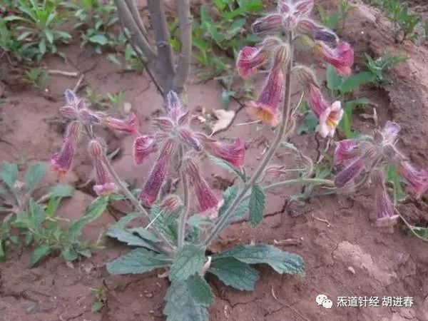 Daily Study of a Chinese Herb: Rehmannia