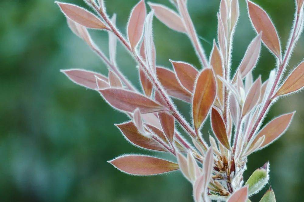 The Enigma of Chinese Medicine: The Regrets of the "Compendium of Materia Medica" and the Unintentional Loss of Miraculous Herbs in History