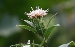 Understanding Atractylodes: A Comprehensive Guide to This Traditional Chinese Herb