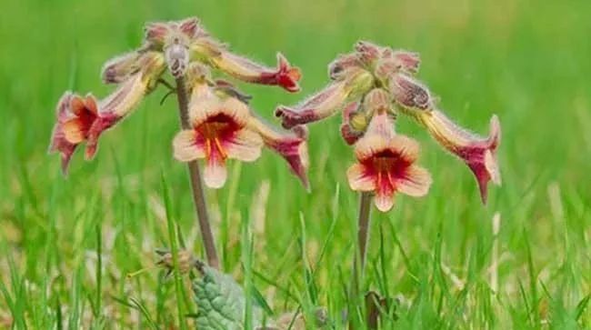 The Culture of Materia Medica
