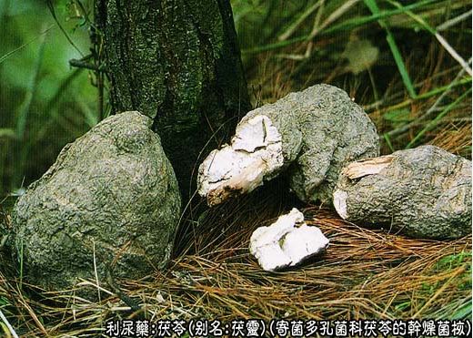 Popularizing Chinese Medicine: Poria