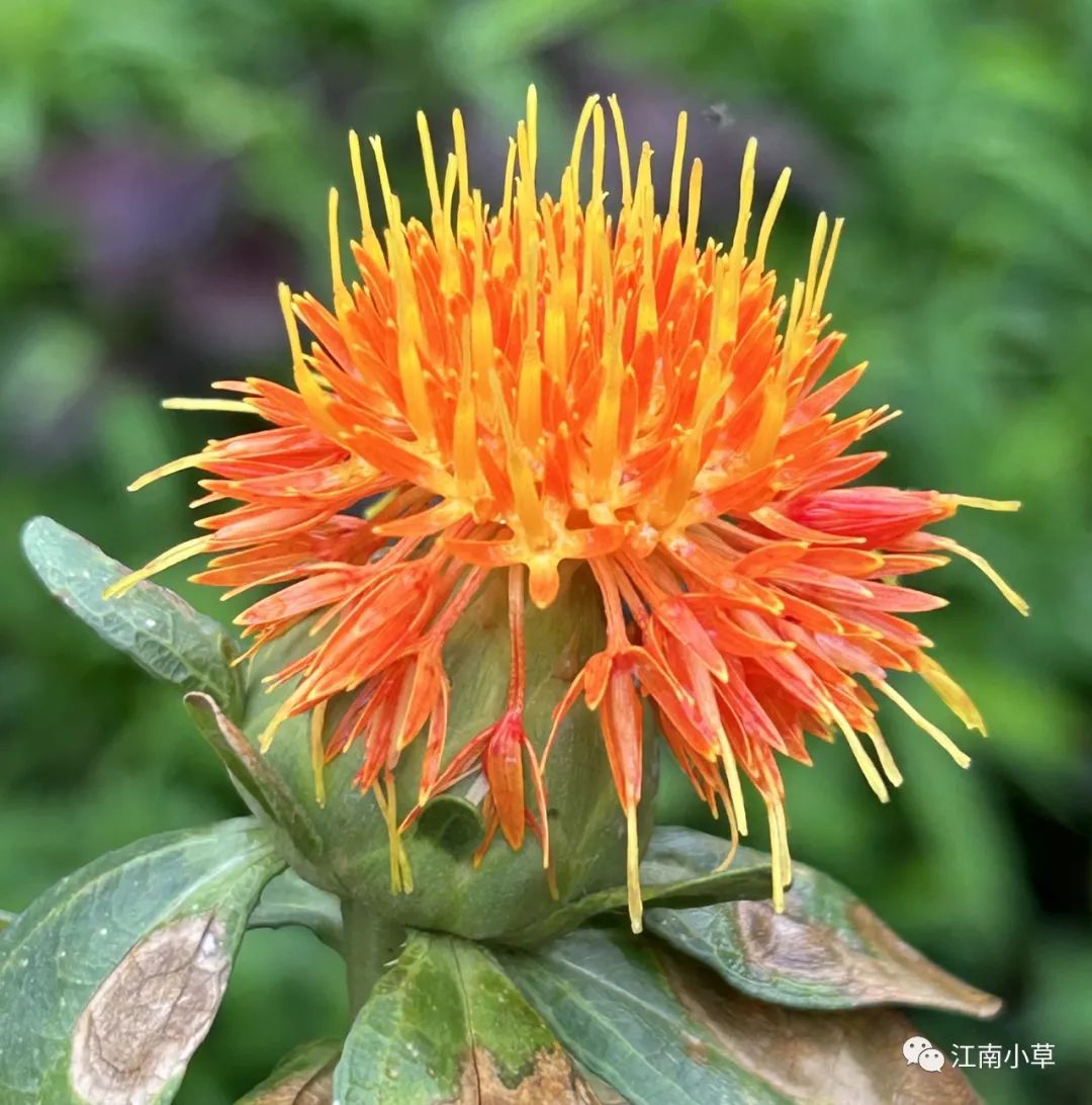 Analysis of Honghua (Safflower) in Traditional Chinese Medicine