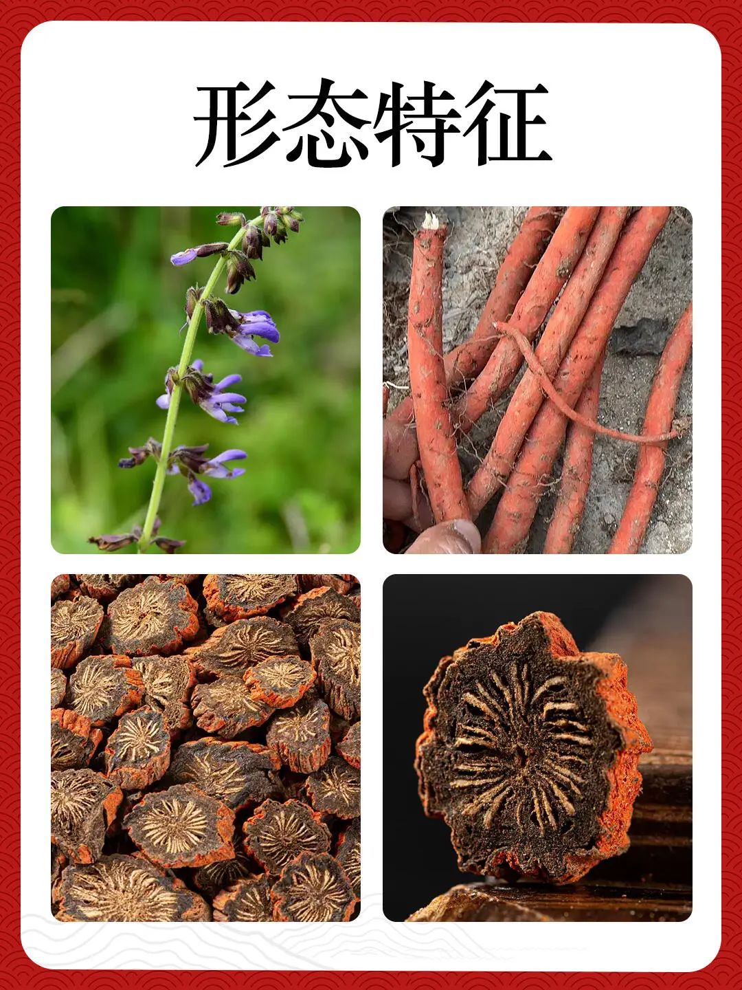 Dan Shen - Understanding a Medicinal Herb Every Day