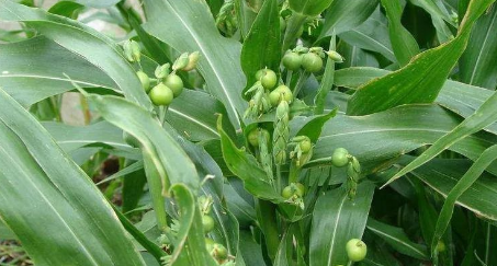 Learn About a Chinese Herb Every Day - Coix Seed (Yì Yǐ Rén)
