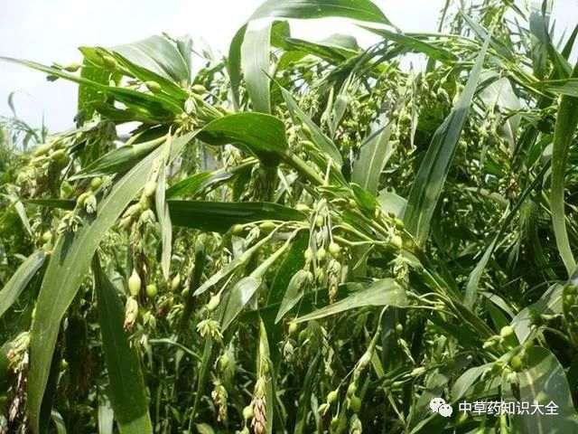 The Efficacy and Functions of Coix Seed (Yi Yi Ren)
