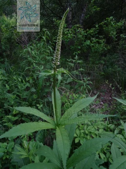 The Enigma of Chinese Medicine: The Regrets of the "Compendium of Materia Medica" and the Unintentional Loss of Miraculous Herbs in History