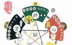 The Functionality of the Six Fu Organs in Traditional Chinese Medicine