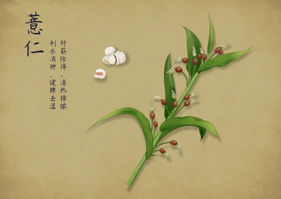Job's Tears: A Small Seed with Great Benefits for Spleen Health, Dampness Relief, and Heat Clearance