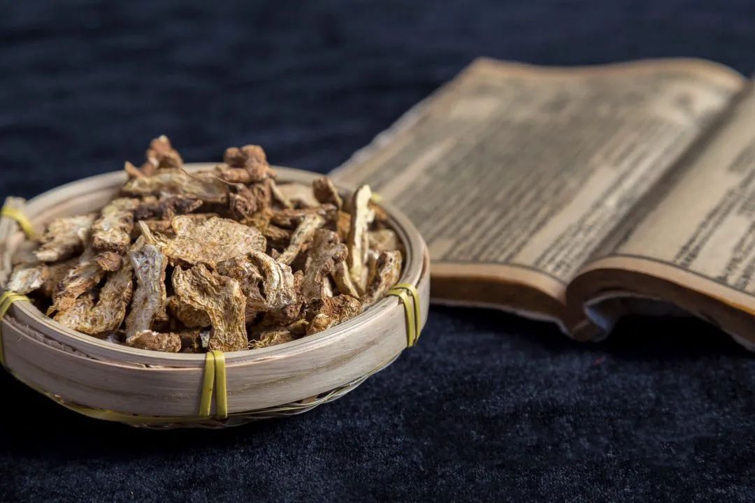 Daily Learning of a Chinese Herb: Atractylodes (Cang Zhu)