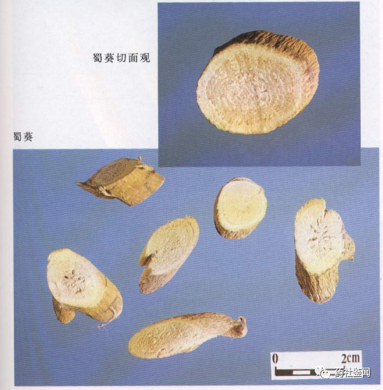 Traditional Chinese Medicine - Huangqi (Astragalus Root)